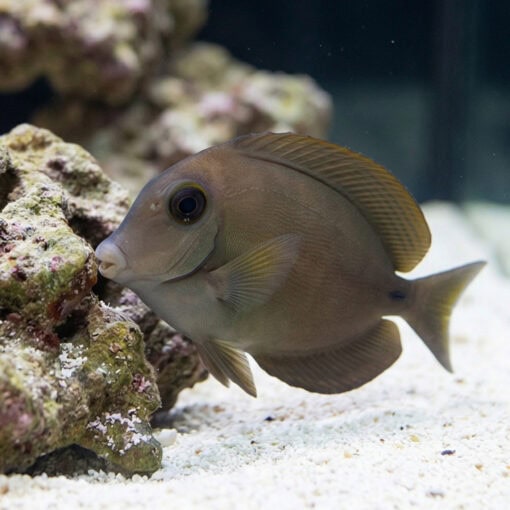 Ocean Surgeonfish - Image 4