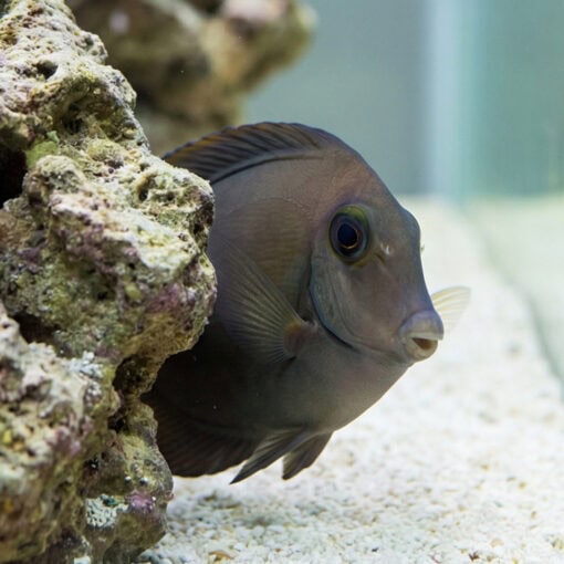 Ocean Surgeonfish - Image 5