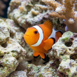 Alternative view of False Percula Ocellaris Clownfish