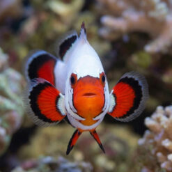 Alternative view of Flurry Snowflake Ocellaris Clownfish: Captive Bred