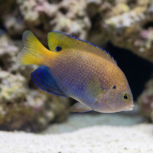 Ocellate Damsel