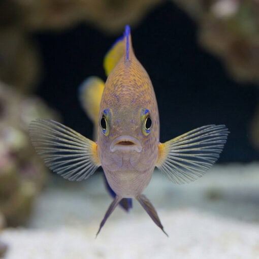 Ocellate Damsel - Image 2