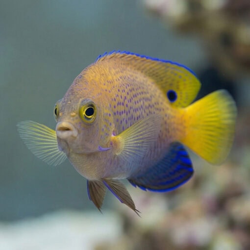 Ocellate Damsel - Image 3