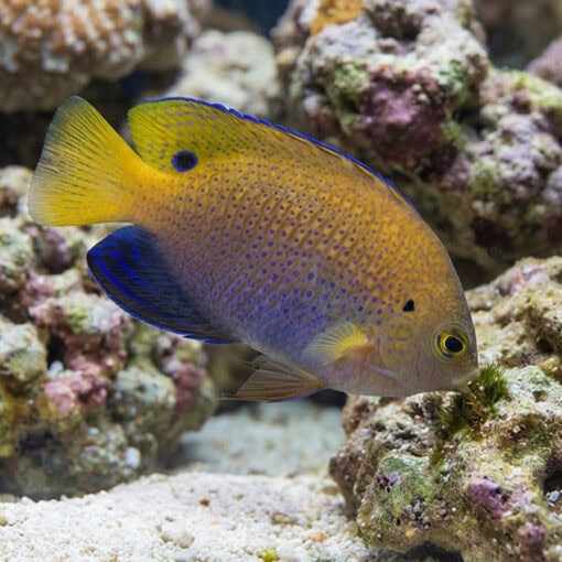 Ocellate Damsel - Image 4
