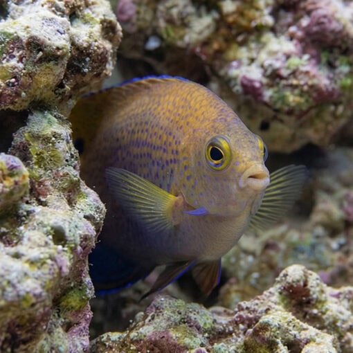 Ocellate Damsel - Image 5