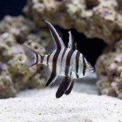 Old Wife Fish