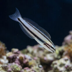One Stripe Fanged Blenny