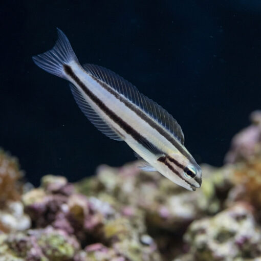 One Stripe Fanged Blenny