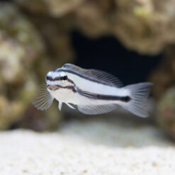Alternative view of One Stripe Fanged Blenny