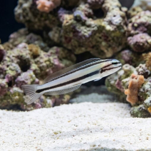 One Stripe Fanged Blenny - Image 3