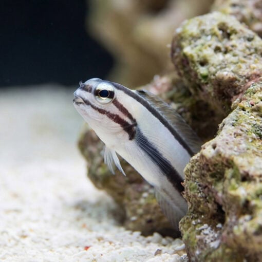 One Stripe Fanged Blenny - Image 4