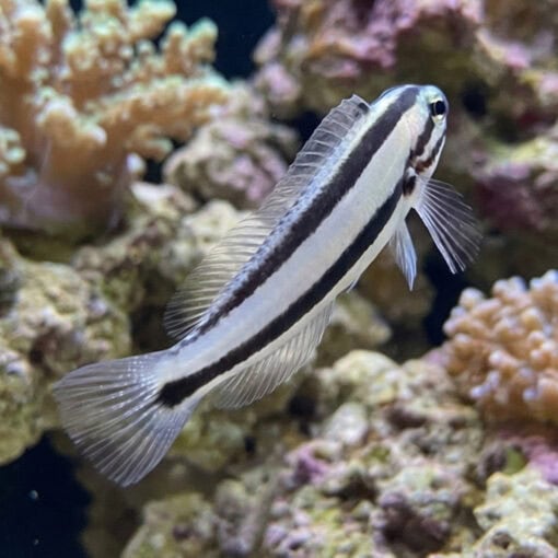 One Stripe Fanged Blenny - Image 5