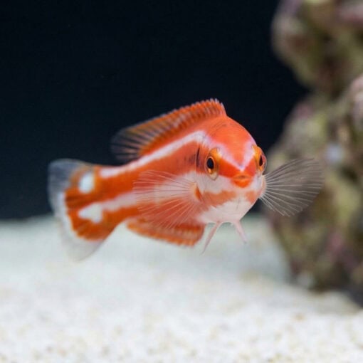Blackspot Candycane Hogfish - Image 2