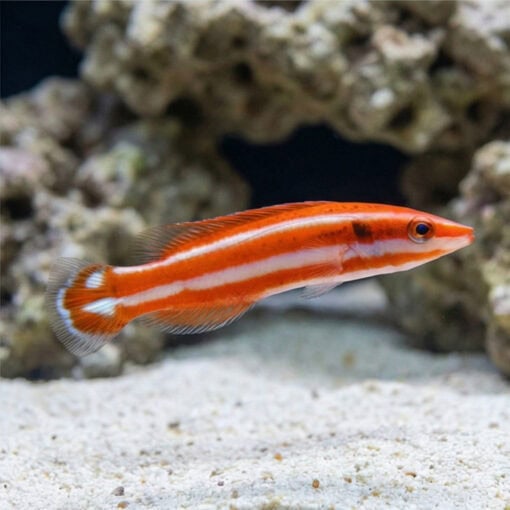 Blackspot Candycane Hogfish - Image 3