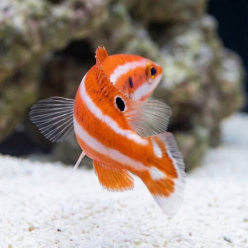 Blackspot Candycane Hogfish - Image 4
