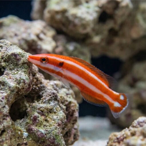 Blackspot Candycane Hogfish - Image 5