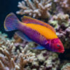 Orange Back Fairy Wrasse