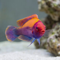 Alternative view of Orange Back Fairy Wrasse
