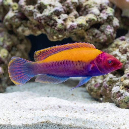 Orange Back Fairy Wrasse - Image 3
