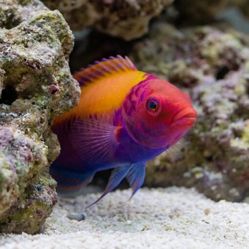 Orange Back Fairy Wrasse - Image 4