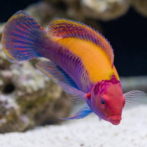 Orange Back Fairy Wrasse - Image 5