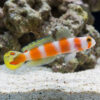Orange Banded Prawn Goby