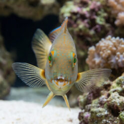 Alternative view of Orange Spotted Tuskfish