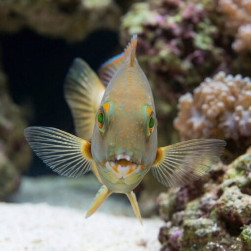 Orange Spotted Tuskfish - Image 2