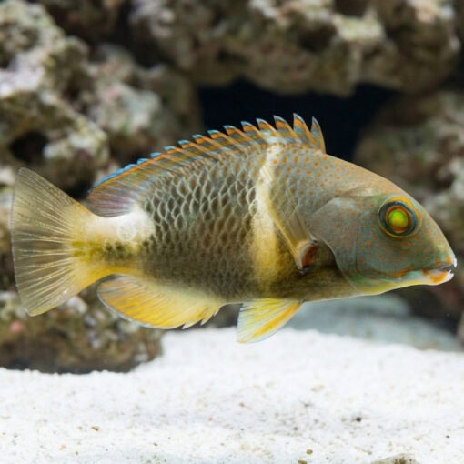 Orange Spotted Tuskfish - Image 3