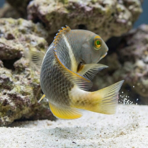 Orange Spotted Tuskfish - Image 4