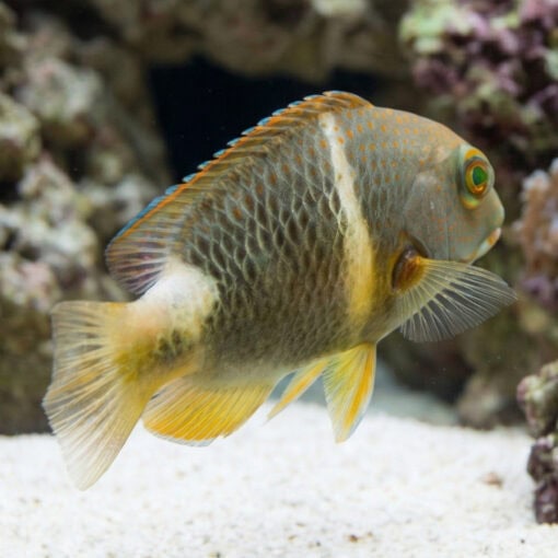 Orange Spotted Tuskfish - Image 5