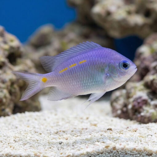 Orange Line Chromis: Juvenile