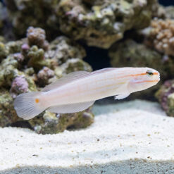 Orange Marked Goby
