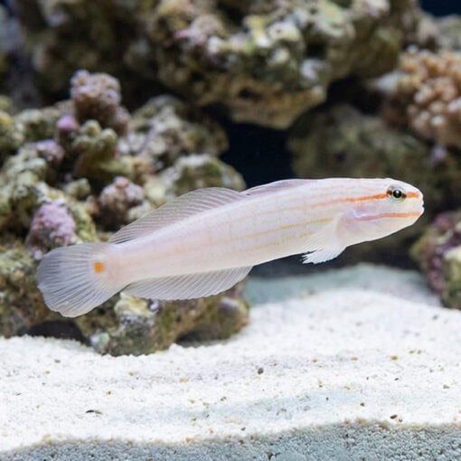 Orange Marked Goby