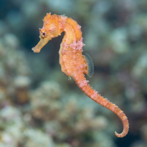 Brazilian Longsnout Reidi Seahorse - Image 4