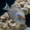 Orange Shoulder Tang