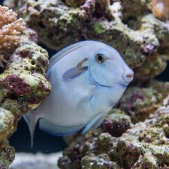 Alternative view of Lieutenant x Orange Shoulder Tang Hybrid