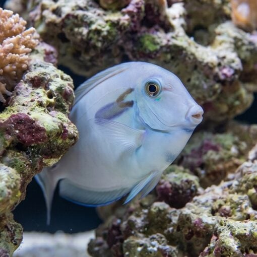 Lieutenant x Orange Shoulder Tang Hybrid - Image 2
