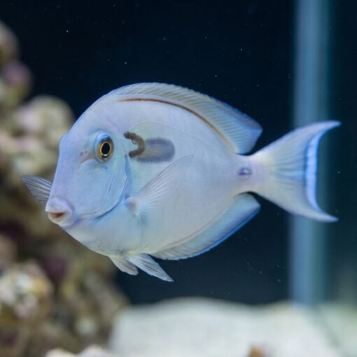 Lieutenant x Orange Shoulder Tang Hybrid - Image 3