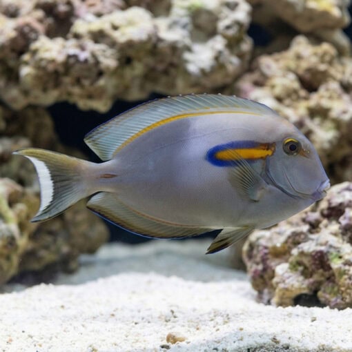 Orange Shoulder Tang - Image 4