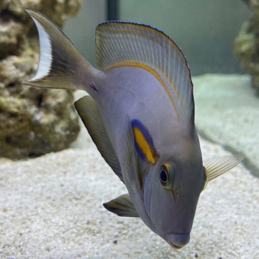Orange Shoulder Tang - Image 5