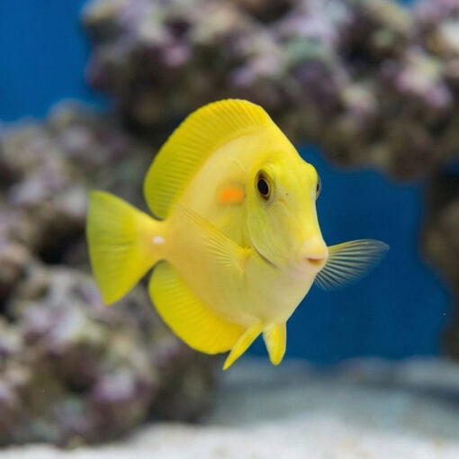 Orange Shoulder Tang - Image 2