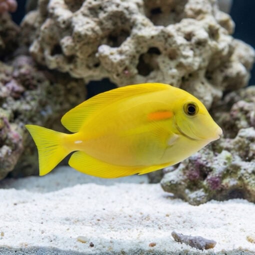 Orange Shoulder Tang - Image 3