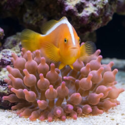 Alternative view of Orange Skunk Clownfish: Captive Bred