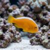 Orange Skunk Clownfish: Captive Bred