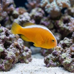 Orange Skunk Clownfish: Captive Bred