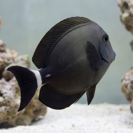 Ring Tail Tang - Image 2