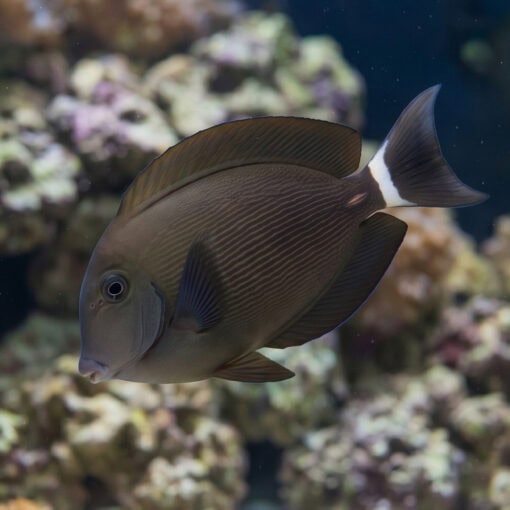 Ring Tail Tang - Image 3