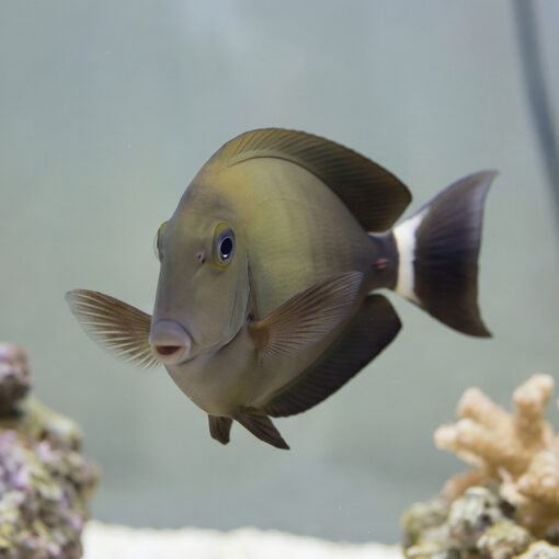 Ring Tail Tang - Image 4