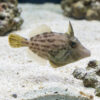 Orange-Spot Filefish